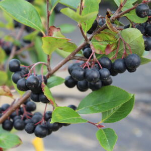Aronia (Black Chokeberry)
