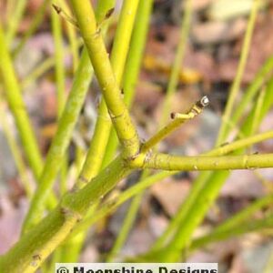 Dogwood, Bud’s Yellow