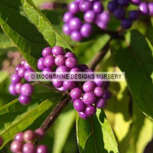 Beautyberry, Early Amethyst (Callicarpa)