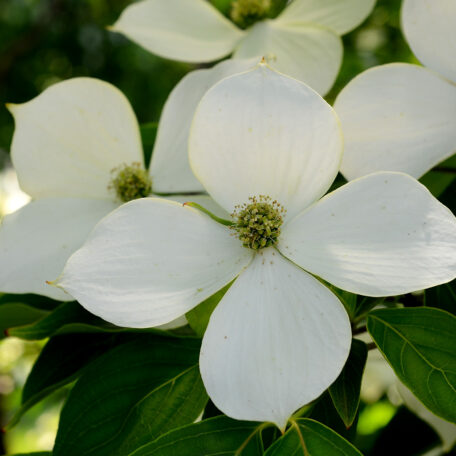 Dogwood, Kousa – MOONSHINE DESIGNS NURSERY