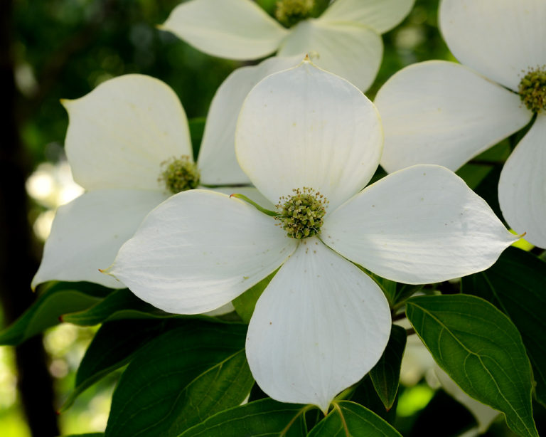 Dogwood, Kousa – Moonshine Designs Nursery