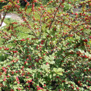 Cherry, Nanking