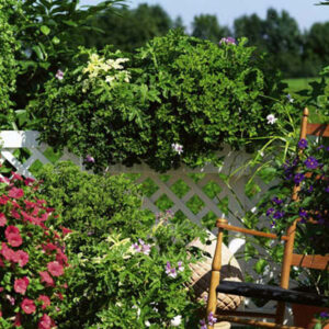 Moskito Schocker® Geranium