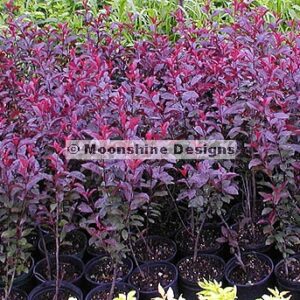 Cherry, Purple Leaf Sand