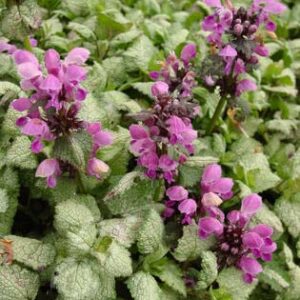 Lamium, Red Nancy