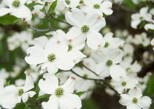 white-dogwood-blooms