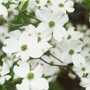 Dogwood, White Flowering