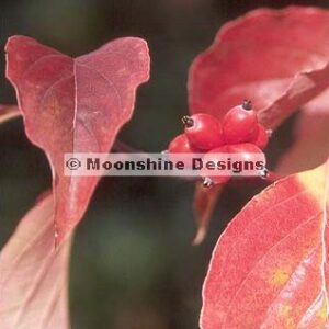 Dogwood, White (Tree) Seed