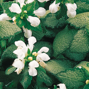 Lamium, White Nancy