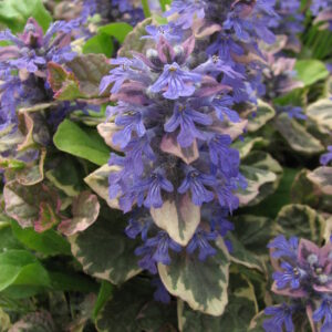 Ajuga, Burgundy Glow Plug Flat