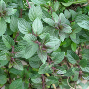 Mint, Chocolate