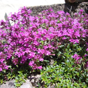 Thyme, Creeping Red