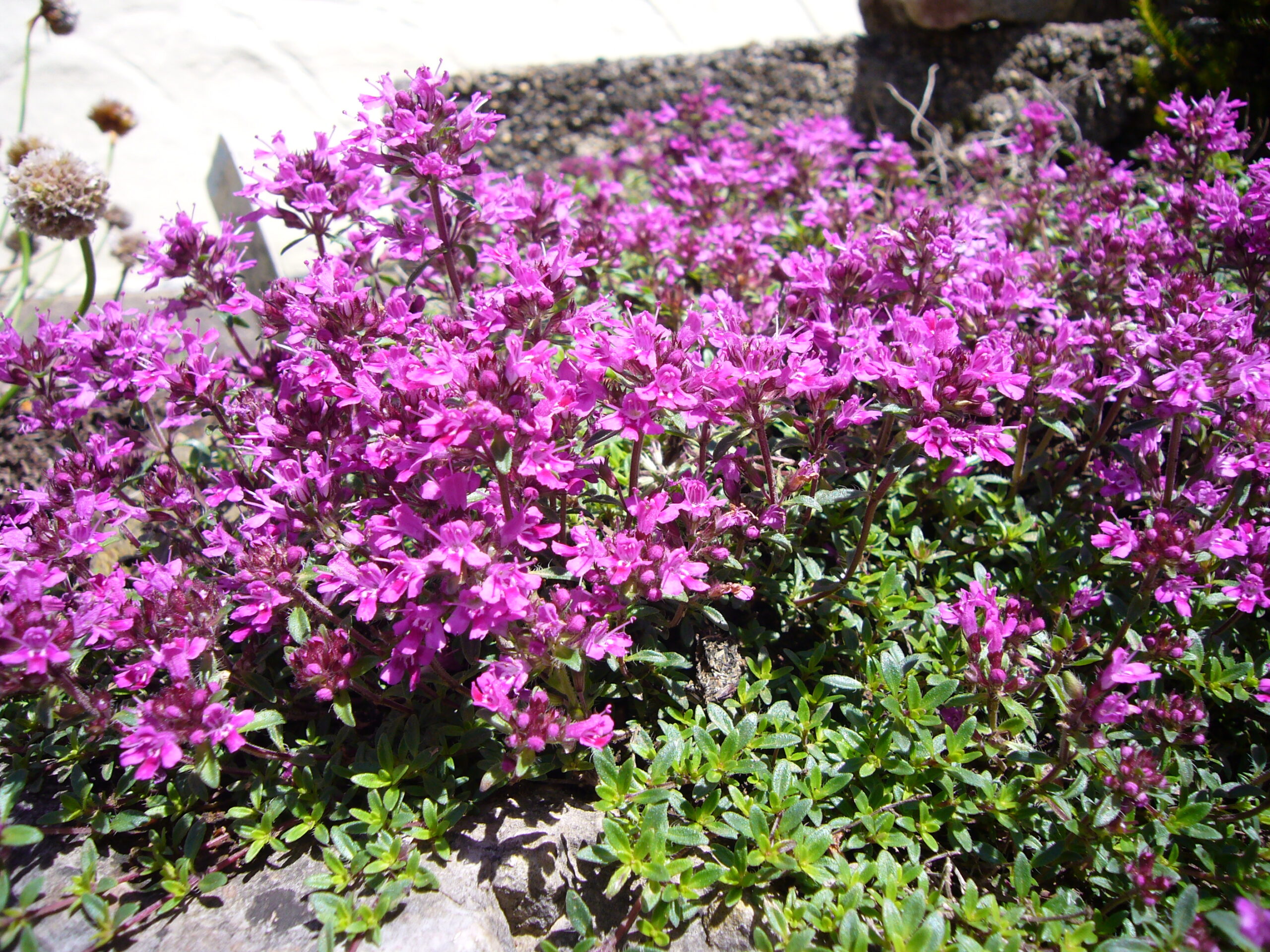 Thyme Creeping Red MOONSHINE DESIGNS NURSERY