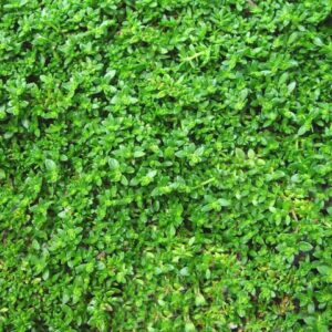 Herniaria, Green Carpet