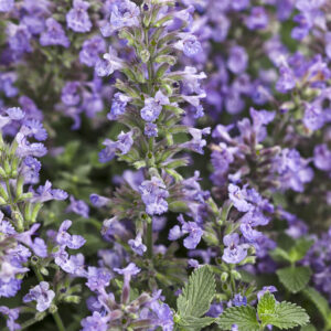Catmint, Little Titch Plug Flat