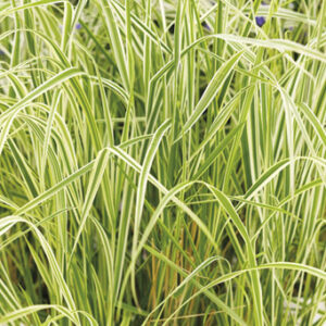 Grass, Feather Reed, Overdam Liners