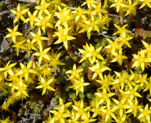 acre-sedum-1