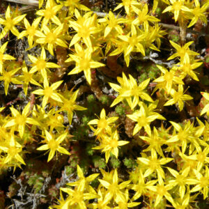 Sedum, “Acre”, Plug Flats