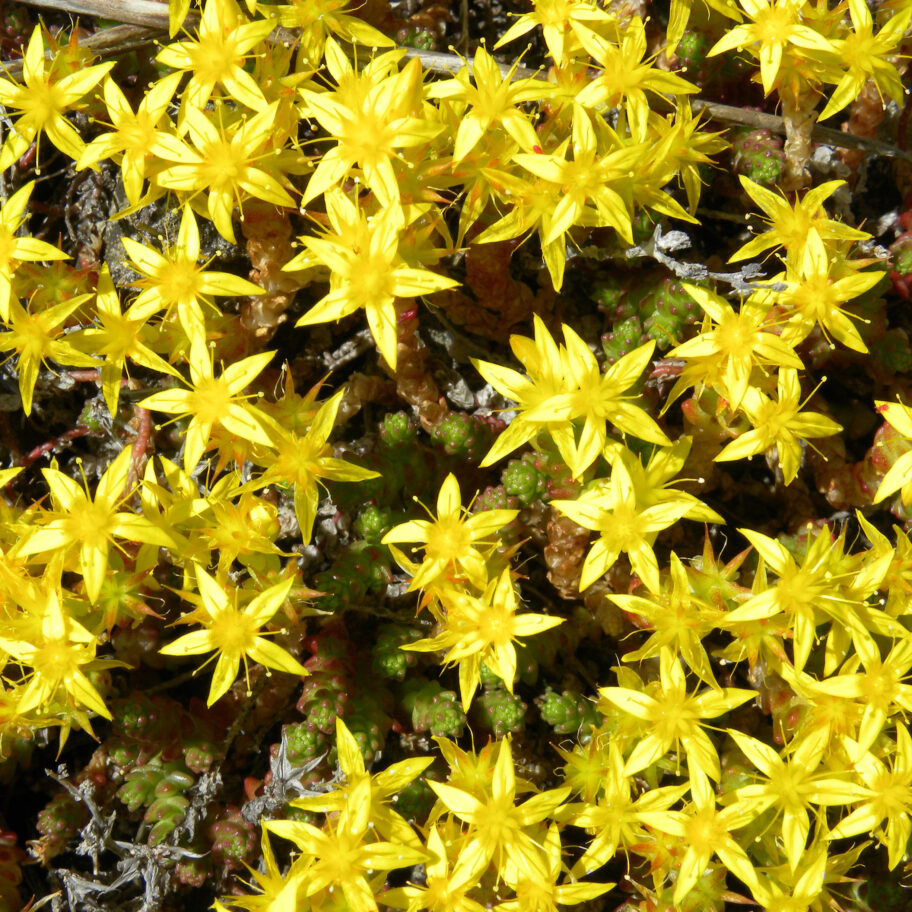 Moss, Irish Plug Flat MOONSHINE DESIGNS NURSERY