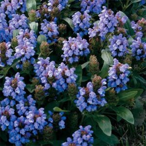 blue-prunella