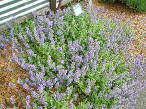 Catnip Nepeta cataria flowering in May 2008