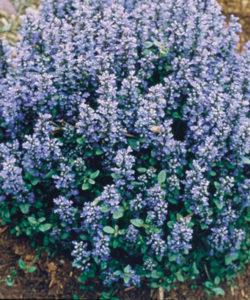 chocolate_chip_ajuga