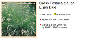 elijah%20blue