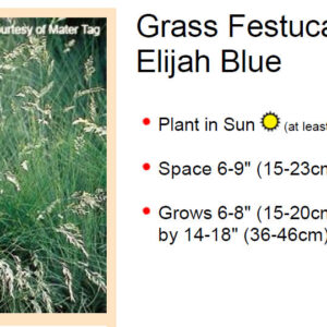 Grass, Festuca, Elijah Blue Plug Flat