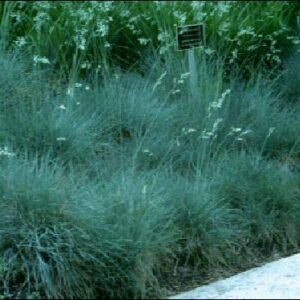 Grass, Festuca, Elijah Blue Plug Flat