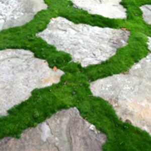 Moss, Irish “Crispy” Plug Flat