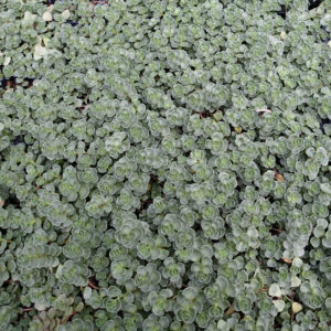 Sedum, “John Creech”, Plug Flats