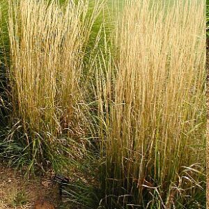 Grass, Feather Reed, Karl Foerster Liners