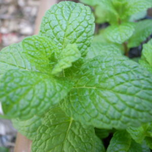 Mint, Spearmint, Kentucky Colonel Plug Flat