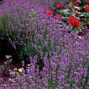 Lavender, Lavender Lady Plug Flat