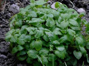 lemon-balm2