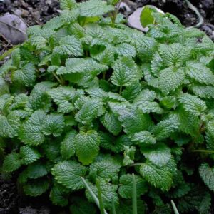 Lemon Balm