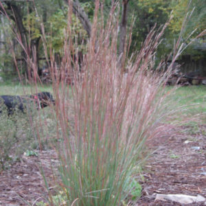 Grass, Schizachyrium scoparium, Little Bluestem Plug Flat