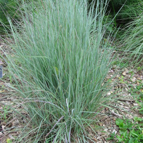 Grass, Schizachyrium scoparium, Little Bluestem Plug Flat – MOONSHINE ...