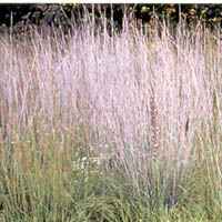 littlebluestem2