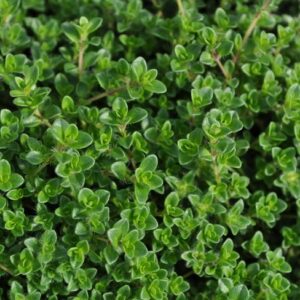 Thyme, Creeping Magic Carpet