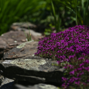 Thyme, Creeping Magic Carpet