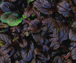 mahogany_ajuga2