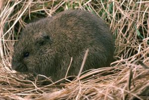 meadow_vole