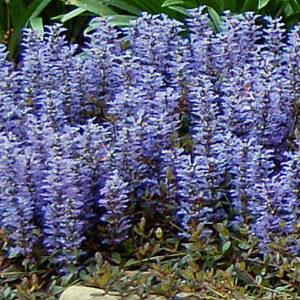 Ajuga, Mint Chip Plug Flat