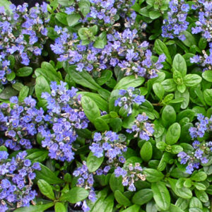 Ajuga, Mint Chip Plug Flat