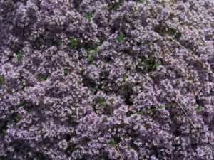 mother-of-thyme-blooms