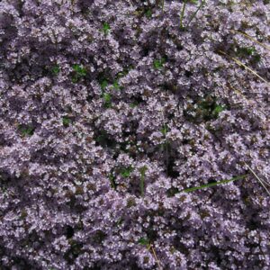 Thyme, Creeping Mother of Thyme “Walk-on-me”