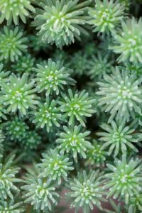 oracle%20sedum