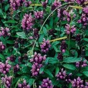 Prunella Grandiflora Plug Flat