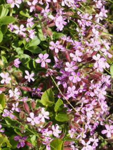 rock_soapwort